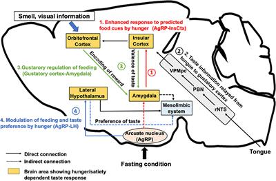 Recent Advances in Neural Circuits for Taste Perception in Hunger